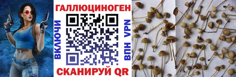 Галлюциногенные грибы GOLDEN TEACHER  цены   Верхний Тагил 